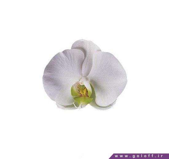 گل ارکیده فالانوپسیس کیوتو - Phalaenopsis Orchid | گل آف